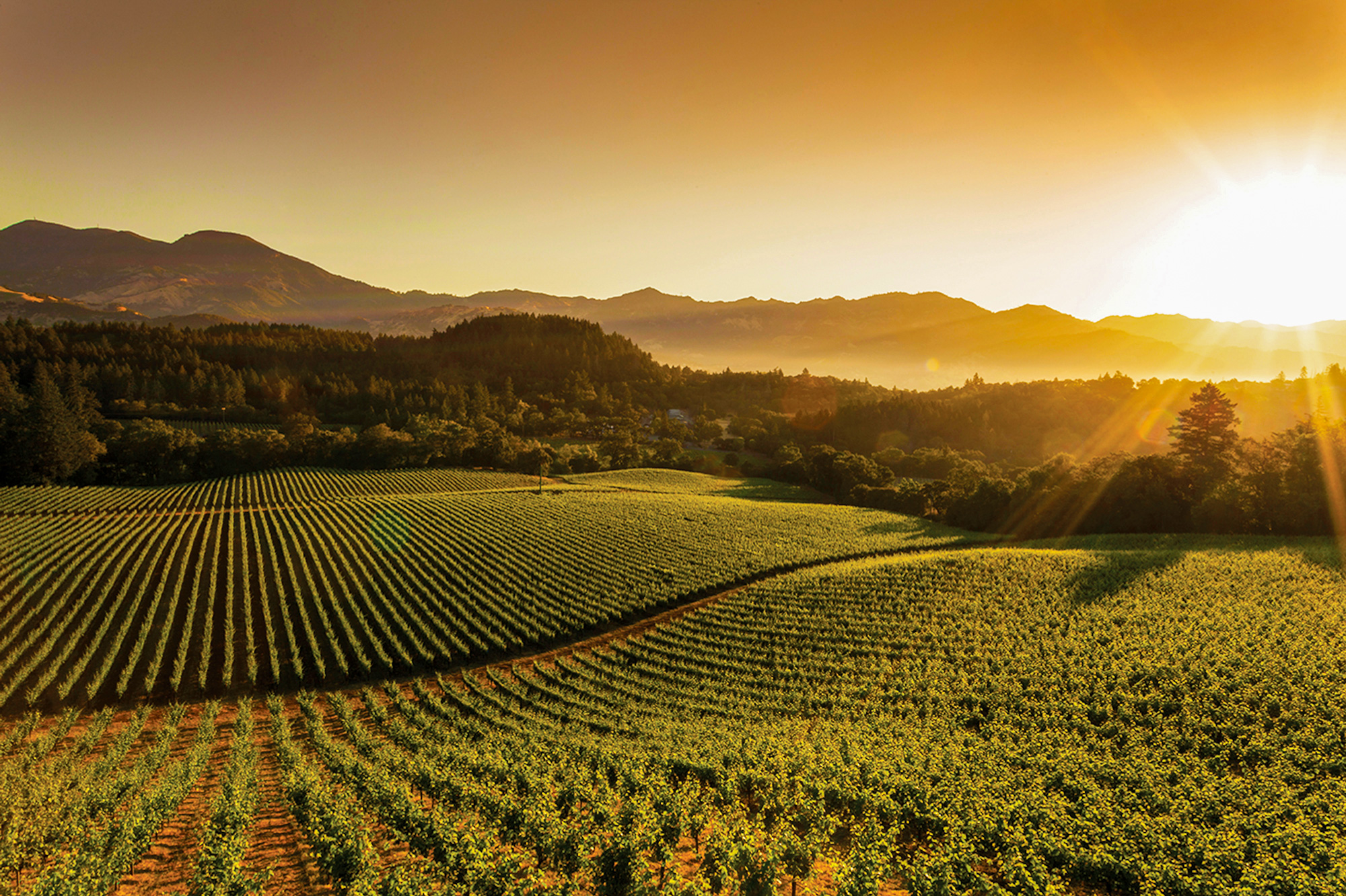 luxury vineyard california